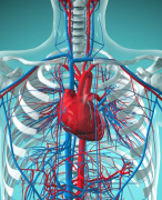 Samenvatting 'Cardiovasculair systeem/circulatie'
