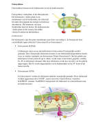 Fotosynthese en chemosynthese (5VWO)