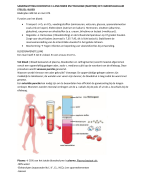Samenvatting Anatomie en fysiologie, Martini. Globale samenvatting van hoofdstuk 11