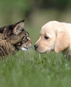 Onderzoeksopdracht: Waarom kunnen katten en honden elkaar niet uitstaan?