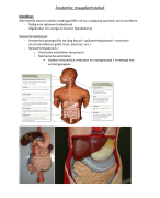 Samenvatting anatomie (maagdarmstelsel)