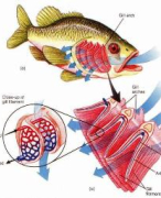 practicum kieuwen van een vis (bloedsomloop/ademhaling) - nectar biologie - VWO