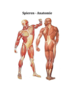 Anatomie, kinesiologie onderste extremiteiten BOKS, fysiotherapie
