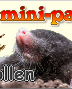 Antwoordblad minipad mollen