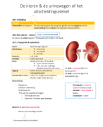 Hoofdstuk: De nieren en urinewegen of uitscheidingstelsel 