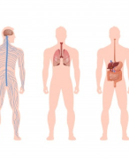 samenvatting anatomie en fysiologie periode 2, jaar 1 (Hf 9,7,8 en 11)