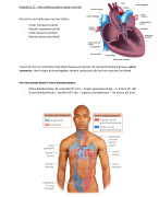 Fase 1 Semester 1 Anatomie en fysiologie - Het cardiovasculaire stelsel: de bloedvaten en bloedsomloop