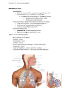 Fase 1 Semester 1 Anatomie en fysiologie - Het ademhalingsstelsel 