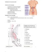 Fase 1 Semester 1 Anatomie en fysiologie - Het urinaire stelsel