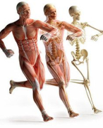 Anatomie schema spieren (lichaamswand)