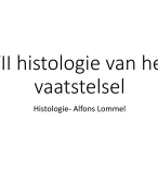 Histologie van het vaatstelsel