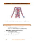 Samenvatting: bloedvaten en bloedsomloop