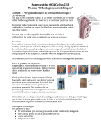 Samenvatting Oral Anatomy, Histology & Embryology (Berkovitz) - H17 t/m 25