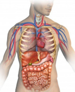 Cursus Anatomie met notities 
