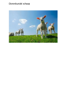 Dierverzorging Dierenbundel schaap 