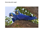 Dierverzorging Dierenbundel vogel