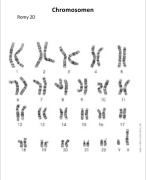 Werkstuk chromosomen 