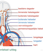 Complete samenvatting over het zenuwstelsel (anatomie en fysiologie) 