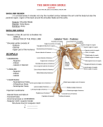 Anatomy of the shoulder girdle must knows
