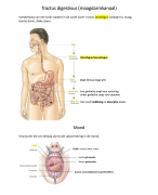 Anatomie en fysiologie tractus digestivus (maagdarmkanaal), module 1