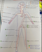 de arteriële bevloeiing anatomie: de bloedsomloop 