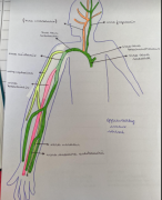 de arteriële bevloeiing anatomie: de bloedsomloop 