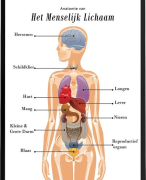 samenvatting alle anatomie, pathologie en fysiologie