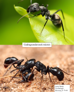 Gedragsonderzoek biologie VWO 5 