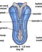 Anatomie Inleiding Innervatie Deel 1