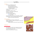 Histologie; Hoofdstuk epithelen 