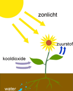 Samenvatting Fotosynthese (licht en donker reactie, begrippen, pigmenten, C3, C4 en CAM planten)