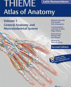 Aantekeningen colleges anatomie periode 1.3 Fontys Fysiotherapie