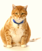 Opdracht: project 2: obesitas bij de kat: onderzoek naar ontstaan, de diagnose en de gevolgen