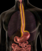 Samenvatting Oesophagus Varices voor VPK Studenten en GNK Studenten