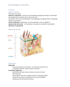 samenvatting dermatologie en decubitus