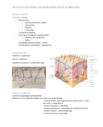 anatomie/fysiologie de huid en verschillen/overeenkomsten dunne & dikke darm