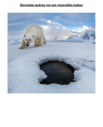 Biologie PO: Stereotiep gedrag van een mannelijke ijsbeer