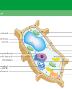 4VWO Biologie samenvatting Cellen & Mitose en Meiose