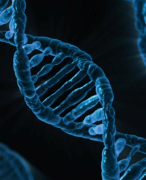 5VWO Biologie Samenvatting DNA 