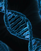 5VWO Biologie Samenvatting DNA 