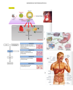 biomedische wetenschappen S3 (voeding- en dieetkunde) 