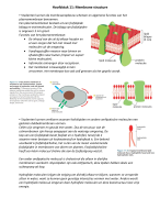 Samenvatting H11-18 van Essential Cell Biology voor het vak Moleculaire celbiologie voor deeltentame