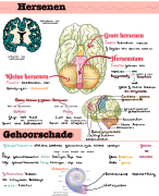 biologie voor jou, 3 vwo, h5: waarneming, gedrag en regeling samenvatting