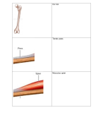 oefenkaartjes voor het vak anatomie en fysiologie 1