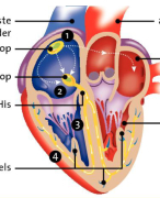 Hart en bloedsomloop H9 biologie