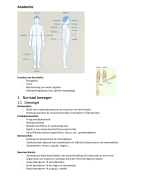 Samenvatting anatomie eerste jaar hogeschool thomas more 