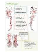Leidingen + spieren HOND/PAARD/RUND gedetailleerde tekeningen diergeneeskunde UGent SVAA + TOKLA 