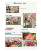 Samenvatting ANATOMIE KAT voor het vak TOKLA II diergeneeskunde UGent 2020-2021 (tekeningen aan de hand van de gegeven powerpoint anatomie kat)