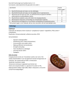 THK BA1 nieuwe curriculum RUG Samenvatting 1.1.3.