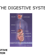 The Digestive System Notes 
